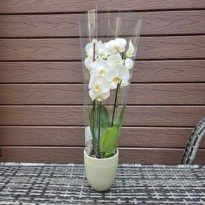 Double stem white orchid plant with ceramic pot