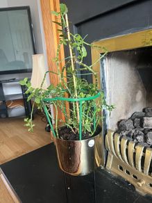 beautiful plant