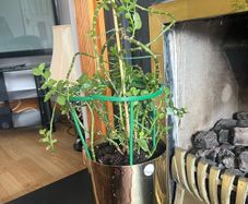 beautiful plant