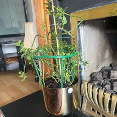 beautiful plant