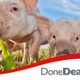 Tullybryan Pig Farm