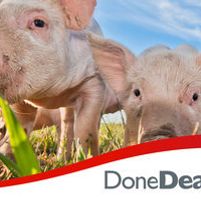 Tullybryan Pig Farm Jobs in Ireland