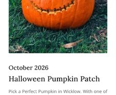 Clissmann Pumpkin Patch