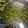 Guppy Grass (Najas) - Live Floating Aquarium Plant - Shrimp & Fry - 250ml Image 3