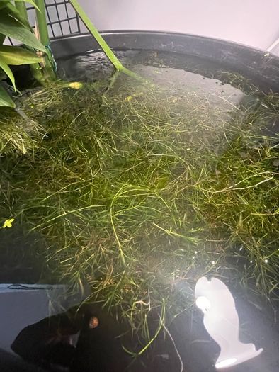 Guppy Grass (Najas) - Live Floating Aquarium Plant - Shrimp & Fry - 250ml