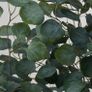 Artificial Eucalyptus Tree Image 3