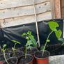 French Beans Image 5