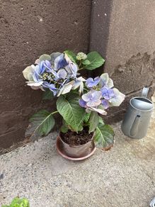 Free hydrangea in need of some TLC