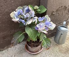 Free hydrangea in need of some TLC