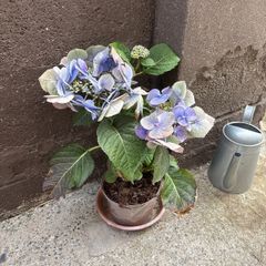Free hydrangea in need of some TLC