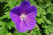 Geranium 'Rozanne'