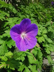 Geranium 'Rozanne'