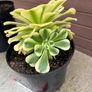 two rare variegated aeoniums Image 4