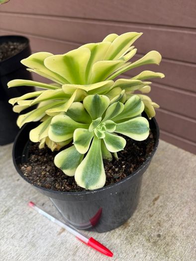 two rare variegated aeoniums