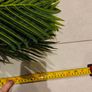 Palm Tree Image 5