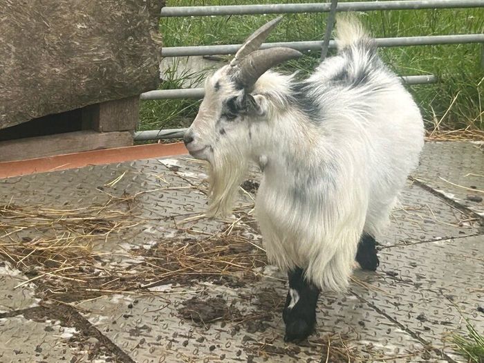 Pet Poly Pygmy Goats