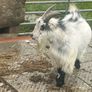Pet Poly Pygmy Goats Image 10