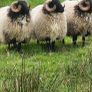 Blackface rams Image 3