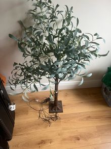 Olive tree with lights