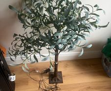 Olive tree with lights