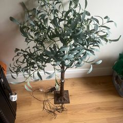 Olive tree with lights