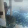 Musk Turtle and Tank Image 2