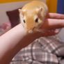 Gerbils Image 2