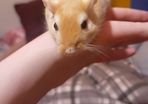 Gerbils