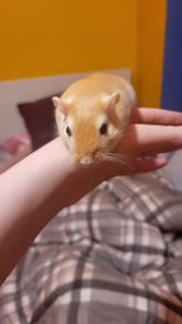 Gerbils