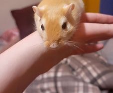Gerbils