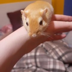 Gerbils