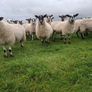 mule hoggets Image 2