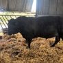 PBR  Angus Bulls Image 5