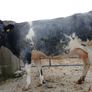 In calf heifers Ballinasloe mart 8th August Image 5