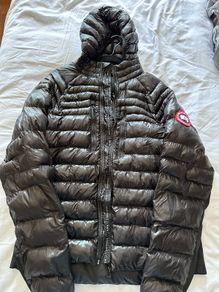canada goose
