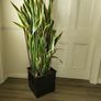 Sansevieria Laurentii Image 3