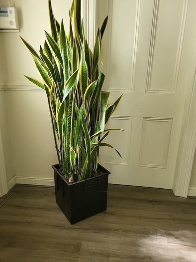 Sansevieria Laurentii