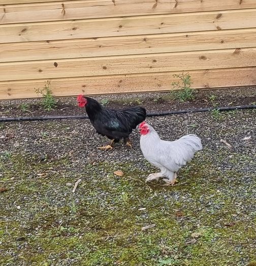 Lavender and black pekin bantam rooters