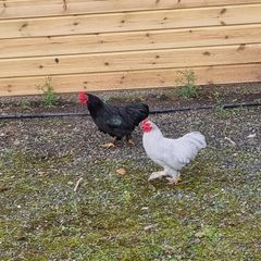 Lavender and black pekin bantam rooters