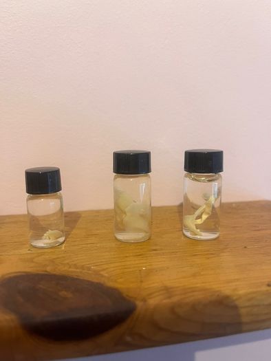 Taxidermy Specimens
