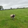 Dutch spotted hogget rams Image 2