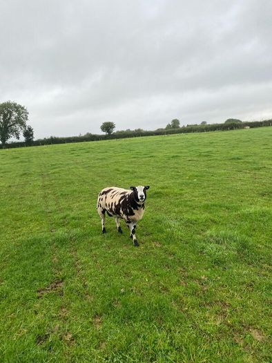 Dutch spotted hogget rams