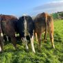 Heifers Image 2
