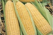 (C) Sweet Corn Elan F1 seeds 5g (124596)