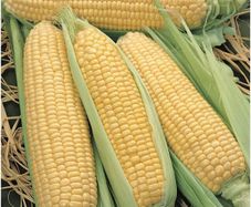(C) Sweet Corn Elan F1 seeds 5g (124596)