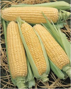 (C) Sweet Corn Elan F1 seeds 5g (124596)