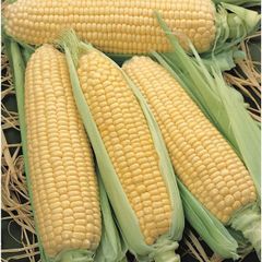 (C) Sweet Corn Elan F1 seeds 5g (124596)