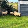Organic Cheviot/suffolf cross ewe lambs Image 4