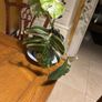 Albo monstera Image 3