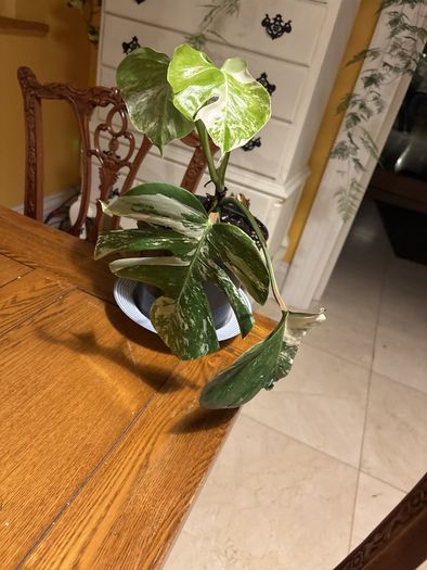 Albo monstera